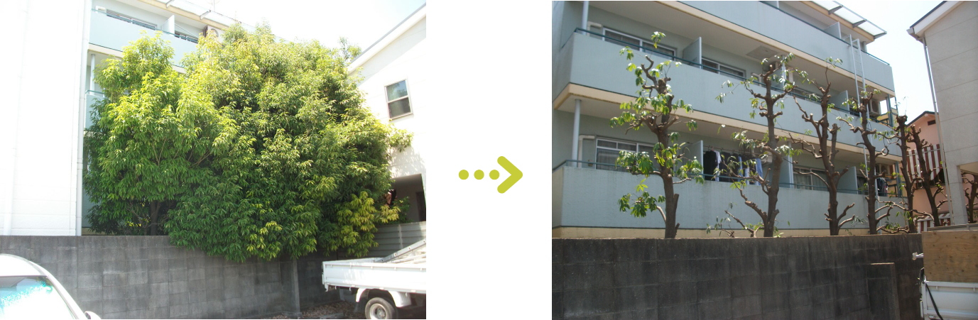 芦屋市のマンション駐車場の植栽管理施工事例のご紹介。