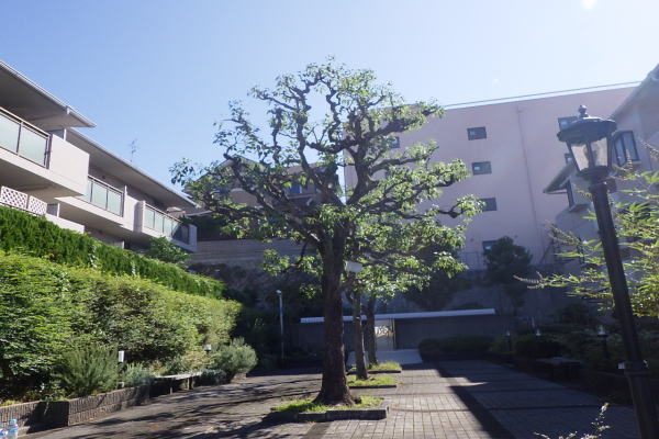 池田市の植栽管理