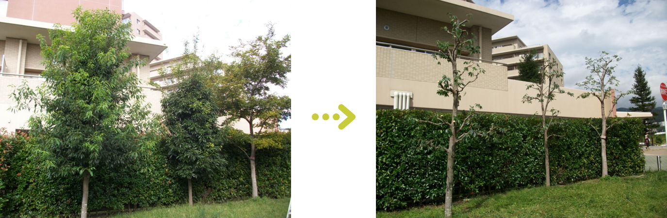 神戸市の植栽管理施工事例６のご紹介。