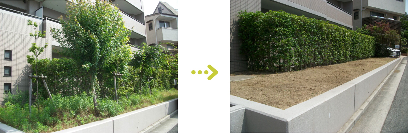 植栽管理 不要樹木の伐採施工前後1