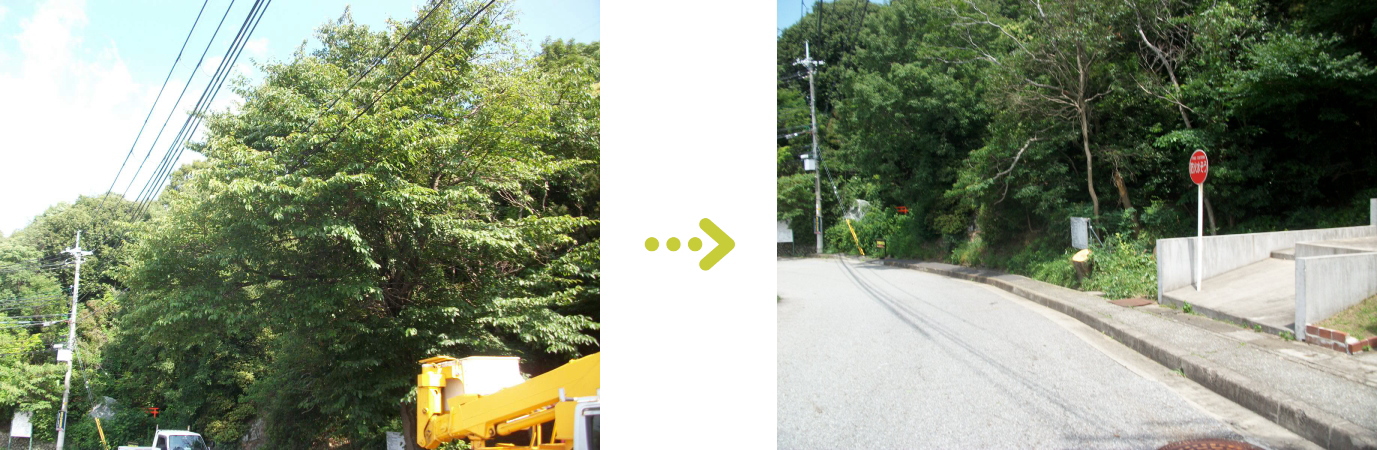 植栽管理 不要樹木の伐採施工前後2