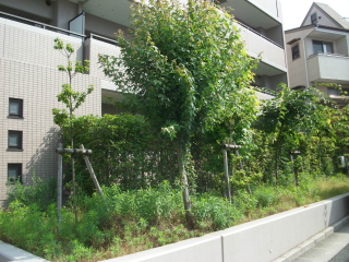 現在の植栽管理費用が高いことでお困りのお客様