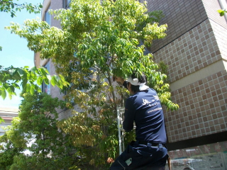 現在の樹木が荒れていたり、キレく見えない事でお困りのお客様