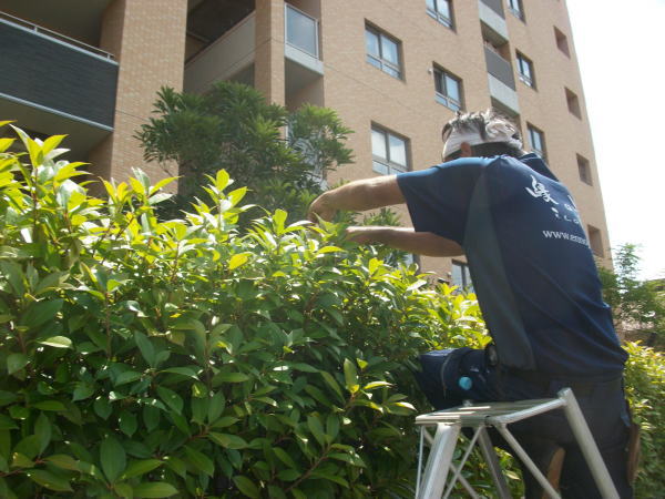 中長期植栽計画