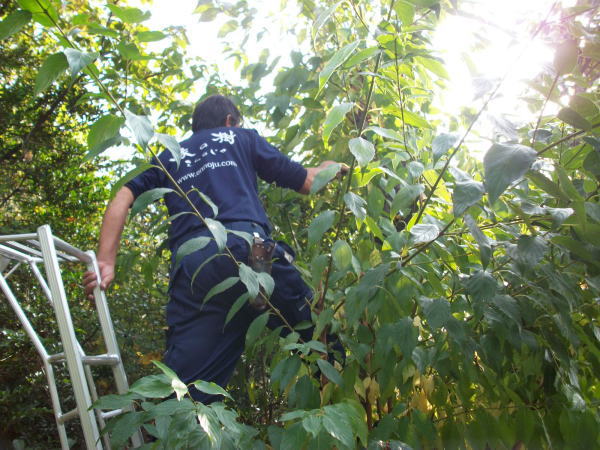 植栽管理費削減への取り組み