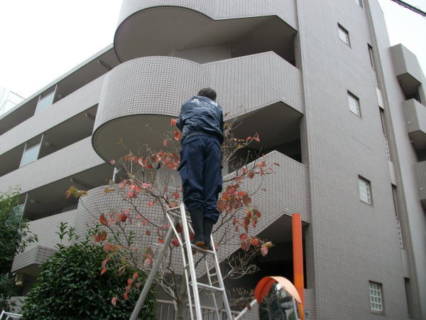 植栽管理の作業内容