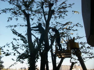 樹勢のコントロール（自然な樹形への誘導）