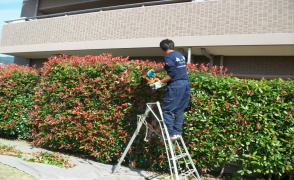 充電式ヘッジトリマによる剪定