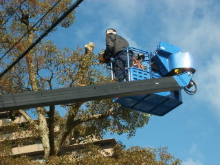 改善提案による管理費用削減。強剪定